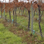 Manejo del Agua – BPA