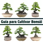 Guía para Cultivar Bonsái