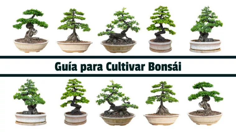 Guía para Cultivar Bonsái