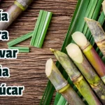 Guía para Cultivar Caña de Azúcar
