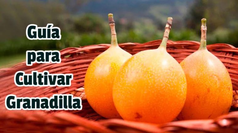 Guía para Cultivar Granadilla