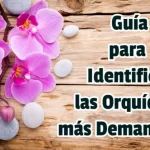 Guía para Identificar las Orquídeas más Demandadas