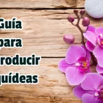 Guía para Reproducir Orquídeas