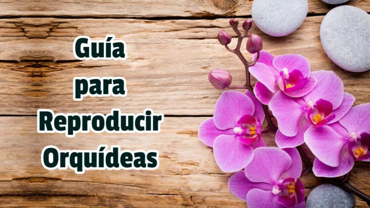 Guía para Reproducir Orquídeas