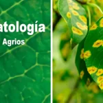 Libro de Fitopatología de G. N. Agrios