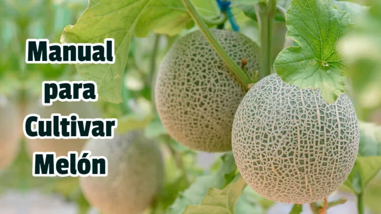 Manual para Cultivar Melón