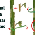 Manual para Realizar Injertos