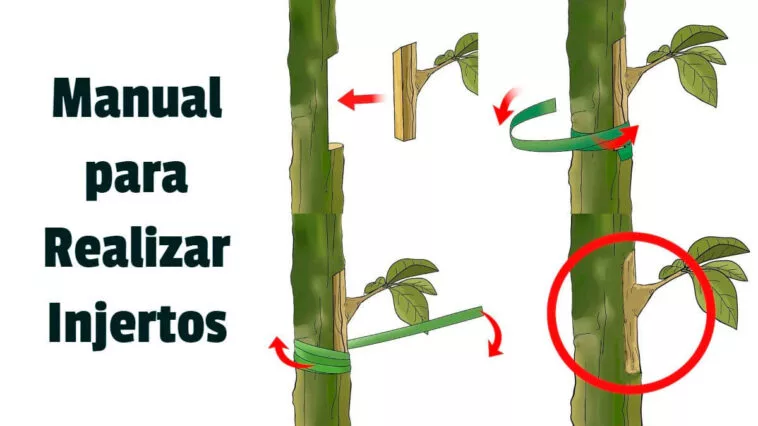 Manual para Realizar Injertos