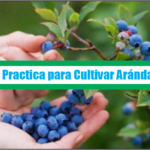 Guía Practica para Cultivar Arándanos