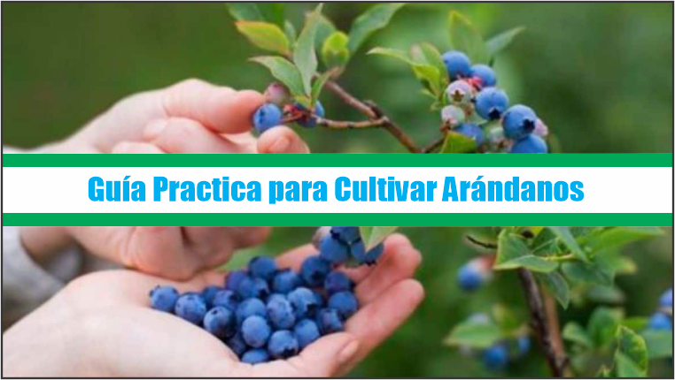 Guía Practica para Cultivar Arándanos