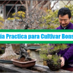 Guía Practica para Cultivar Bonsái