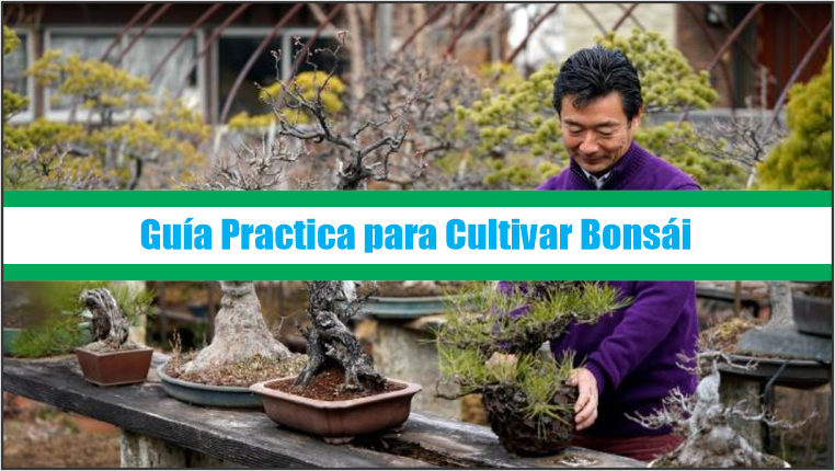 Guía Practica para Cultivar Bonsái