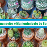 Guía de Propagación y Mantenimiento de Cactáceas – PDF