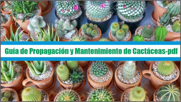 Guía de Propagación y Mantenimiento de Cactáceas – PDF