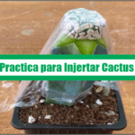 Guía Practica para Injertar Cactus – PDF