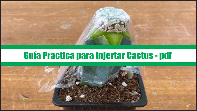 Guía Practica para Injertar Cactus – PDF