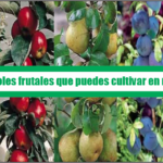 12 árboles frutales que puedes cultivar en macetas.