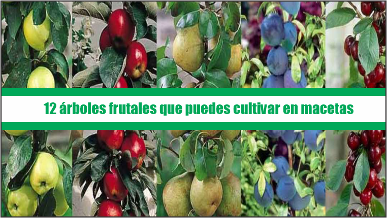 12 árboles frutales que puedes cultivar en macetas.