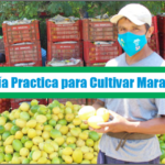 Guía Practica para Cultivar Maracuya