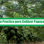 Guía Practica para Cultivar Papaya – PDF