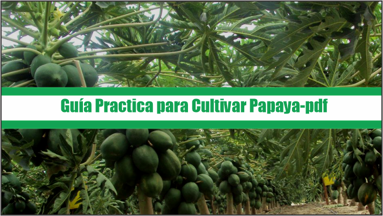 Guía Practica para Cultivar Papaya – PDF