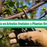 Guía de Poda en Arboles Frutales y Plantas Ornamentales