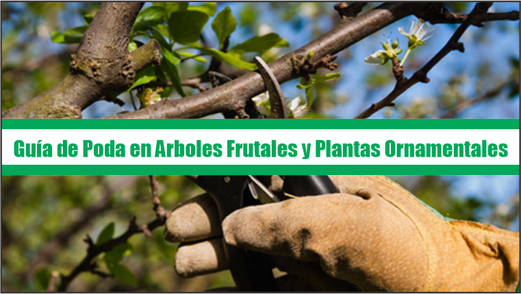 Guía de Poda en Arboles Frutales y Plantas Ornamentales