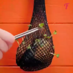Obtener semillas tropicales