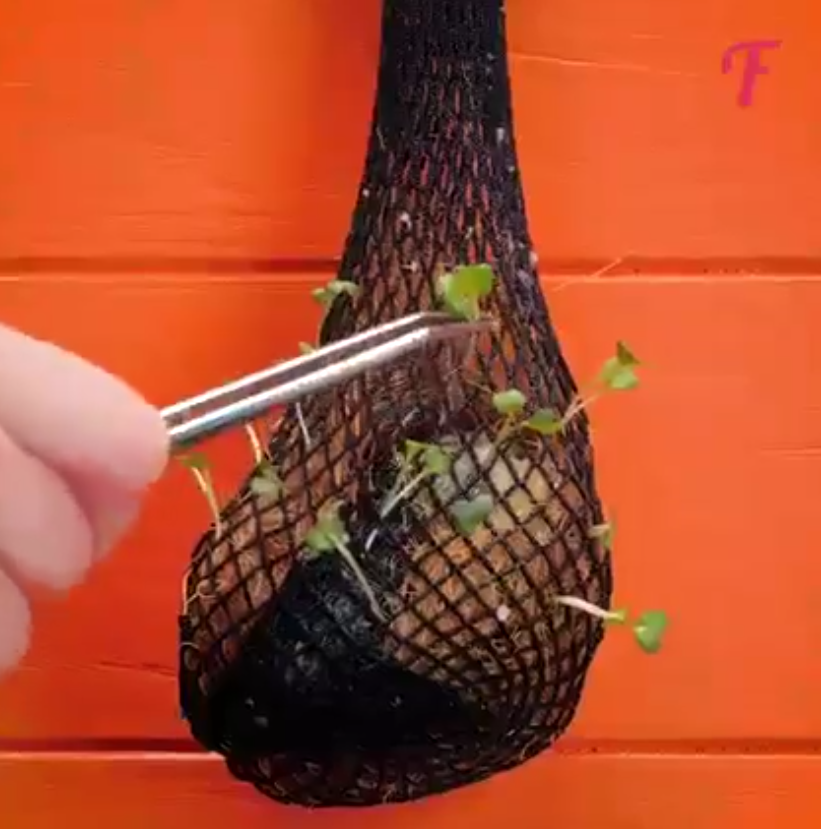 Obtener semillas tropicales