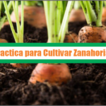 Guía Practica para Cultivar Zanahoria – PDF