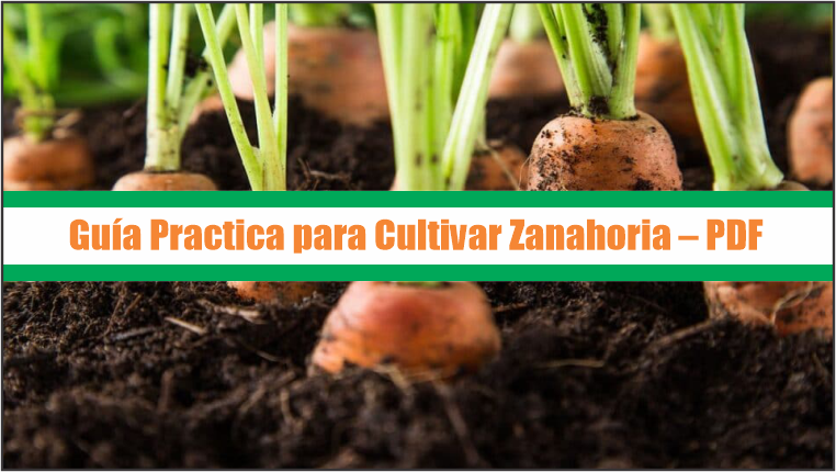 Guía Practica para Cultivar Zanahoria – PDF