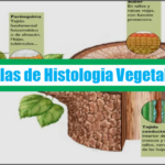 Atlas de Histologia Vegetal