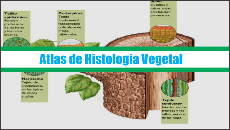 Atlas de Histologia Vegetal