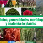 Botánica, generalidades, morfología y anatomía de plantas