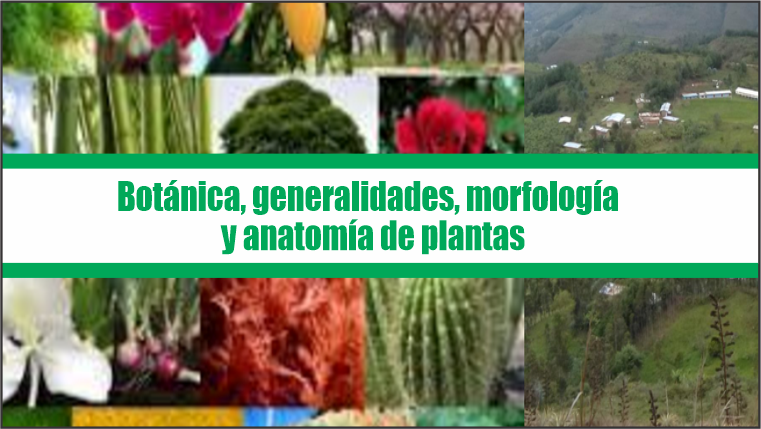 Botánica, generalidades, morfología y anatomía de plantas