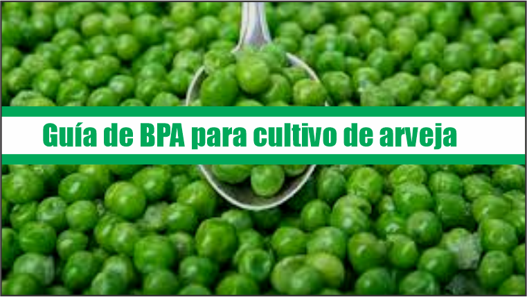Guía de Buenas Prácticas Agrícolas para cultivo de arveja
