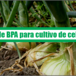 Guía de Buenas Prácticas Agrícolas para cultivo de cebolla