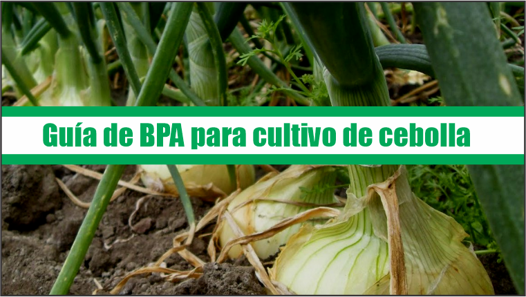 Guía de Buenas Prácticas Agrícolas para cultivo de cebolla