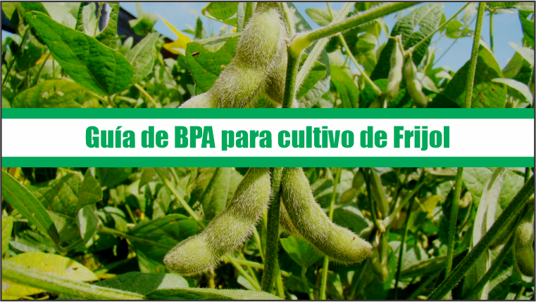 Guía de Buenas Prácticas Agrícolas para cultivo de frijol