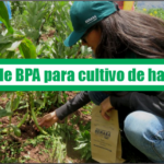 Guía de Buenas Prácticas Agrícolas para cultivo de habas