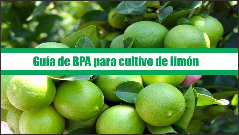 Guía de Buenas Prácticas Agrícolas para cultivo de limón