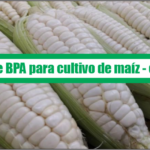 Guía de Buenas Prácticas Agrícolas para cultivo de maíz – choclo