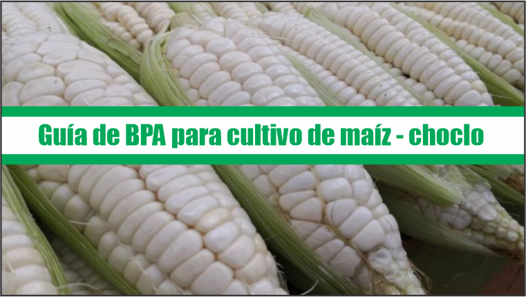 Guía de Buenas Prácticas Agrícolas para cultivo de maíz – choclo