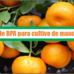 Guía de Buenas Prácticas Agrícolas para cultivo de mandarina