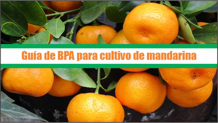 Guía de Buenas Prácticas Agrícolas para cultivo de mandarina