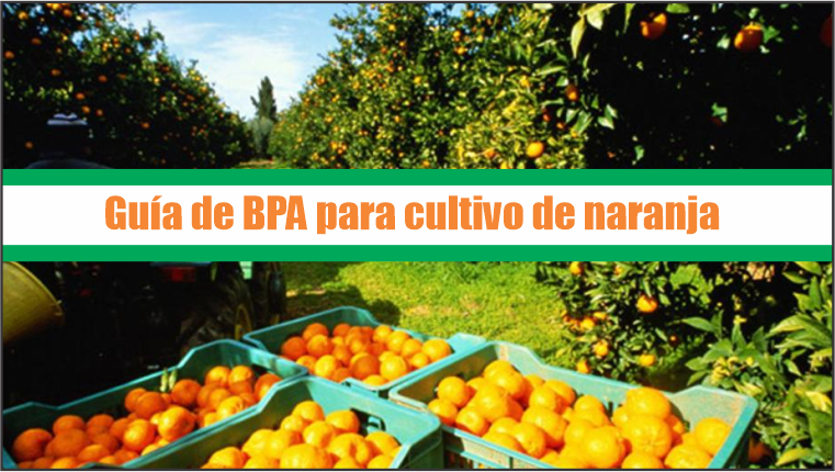 Guía de Buenas Prácticas Agrícolas para cultivo de naranja