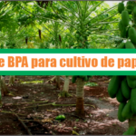 Guía de Buenas Prácticas Agrícolas para cultivo de papaya