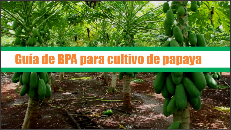 Guía de Buenas Prácticas Agrícolas para cultivo de papaya