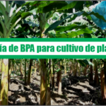 Guía de Buenas Prácticas Agrícolas para cultivo de plátano