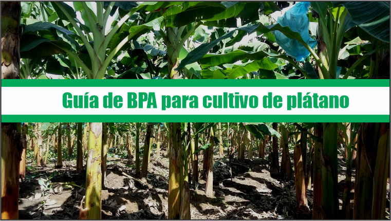Guía de Buenas Prácticas Agrícolas para cultivo de plátano